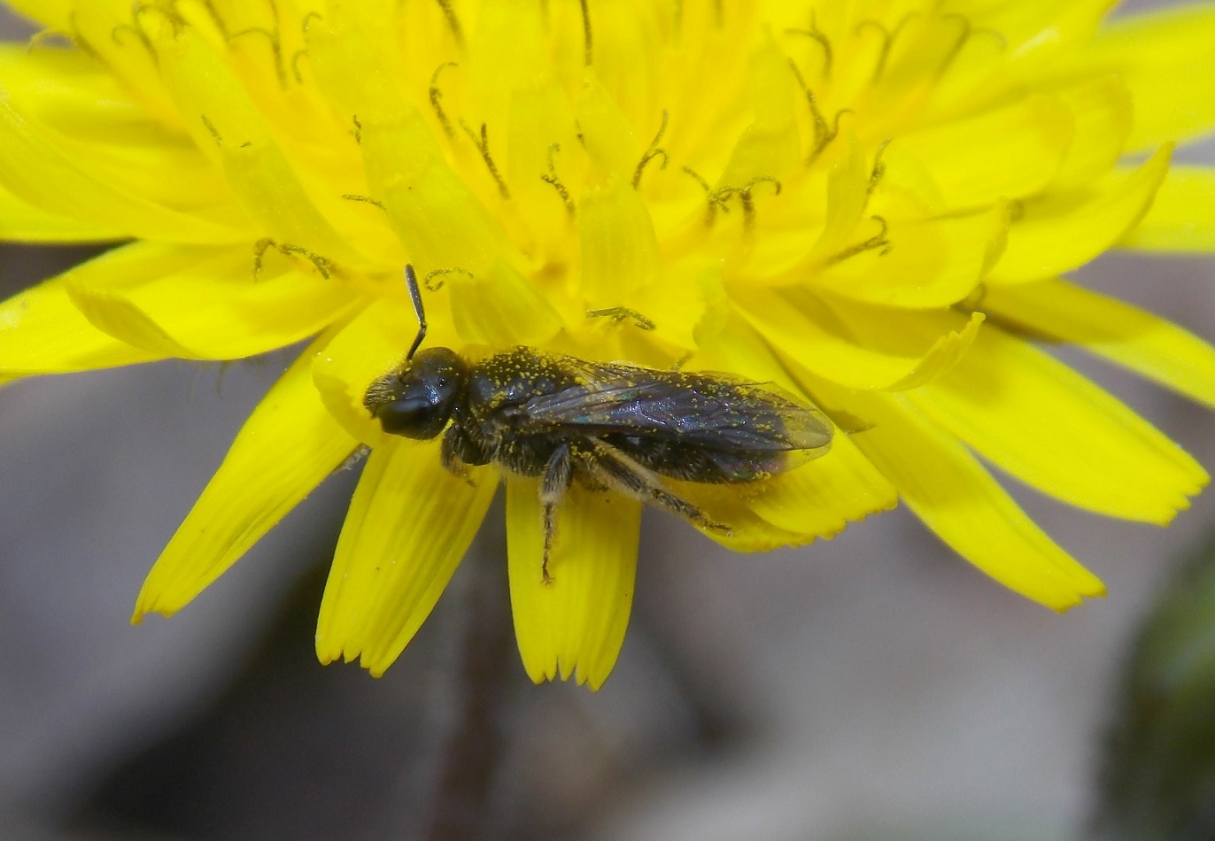 Femmina di Apidae Halictinae: cfr. Lasioglossum sp.